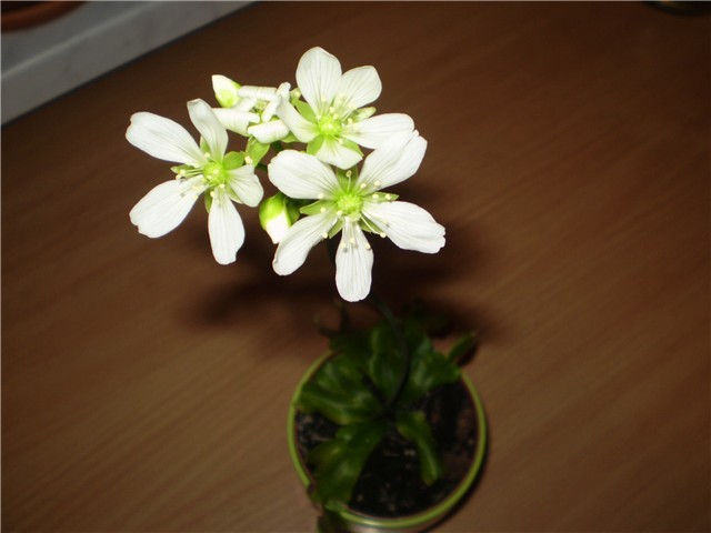 muholovka